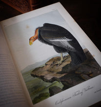 Load image into Gallery viewer, Audubon&#39;s Birds of America by John James Audubon