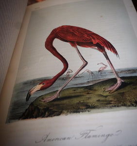 Audubon's Birds of America by John James Audubon