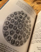 Load image into Gallery viewer, In the Pronaos of The Temple of Wisdom by Franz Hartmann