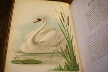 Load image into Gallery viewer, The Birds of the Bible by Henry Harbaugh
