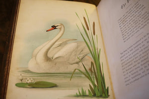 The Birds of the Bible by Henry Harbaugh