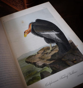 Audubon's Birds of America by John James Audubon