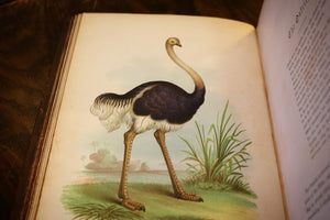 The Birds of the Bible by Henry Harbaugh