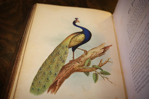 The Birds of the Bible by Henry Harbaugh