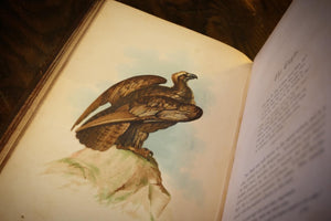 The Birds of the Bible by Henry Harbaugh